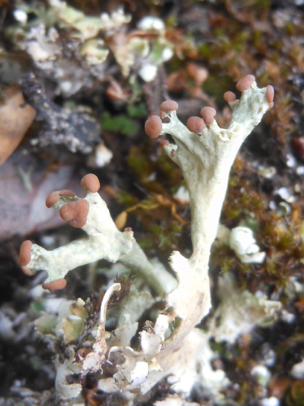 Cladonia sp. dalla Gallura 3